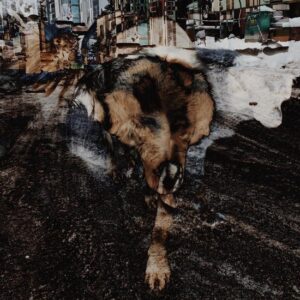 Joe Volk + Naiare – Primitive Energetics